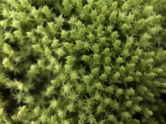 Racomitrium ericoides