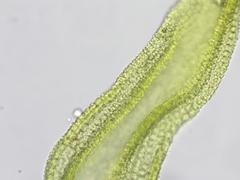 Racomitrium ericoides