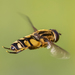 Hover Flies - Photo (c) Denis Doucet, some rights reserved (CC BY-NC), uploaded by Denis Doucet