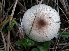 Lepiota lilacea