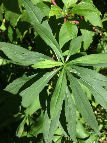 giant goldenrod (Solidago gigantea)