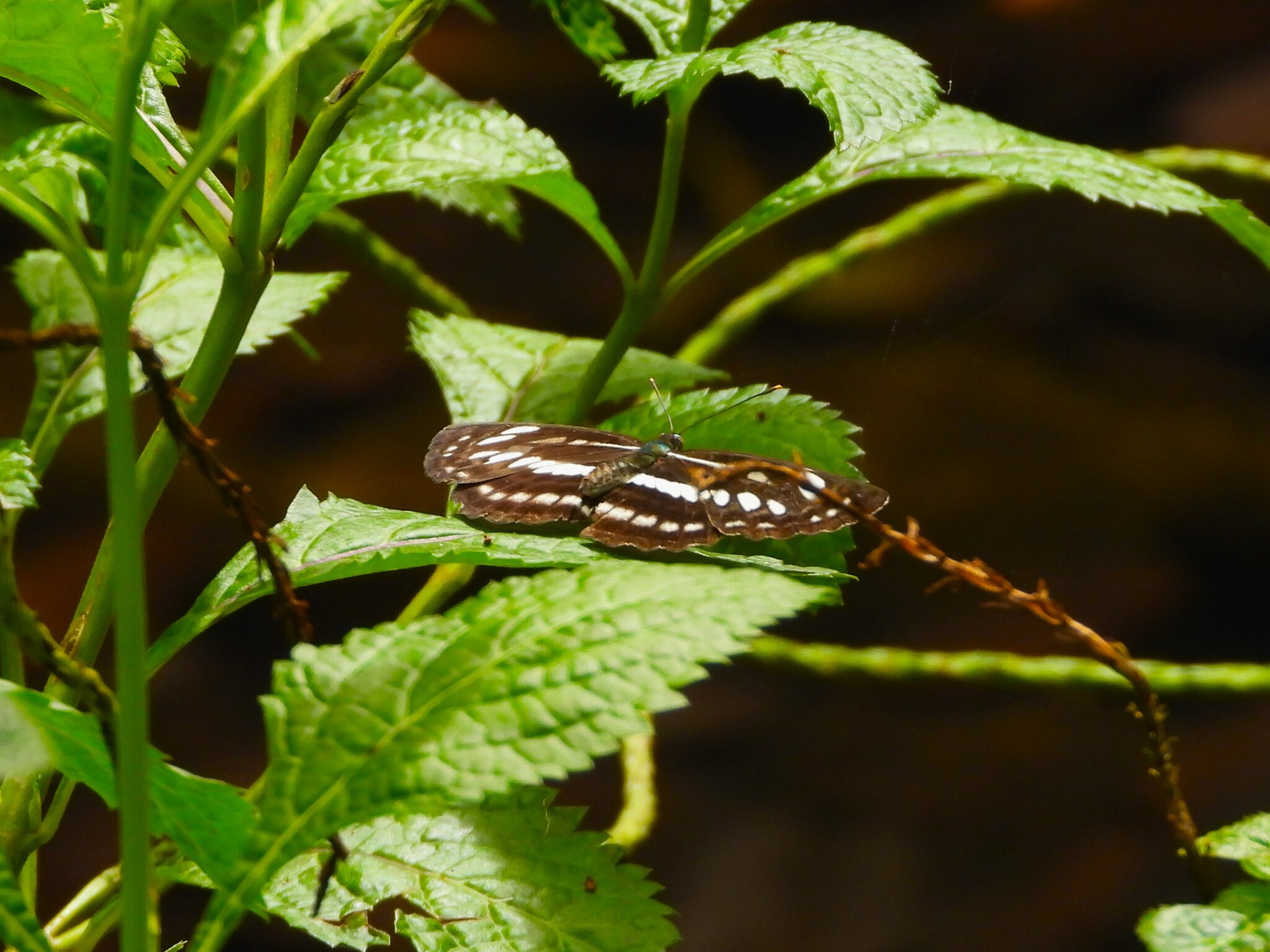 Common Sailer