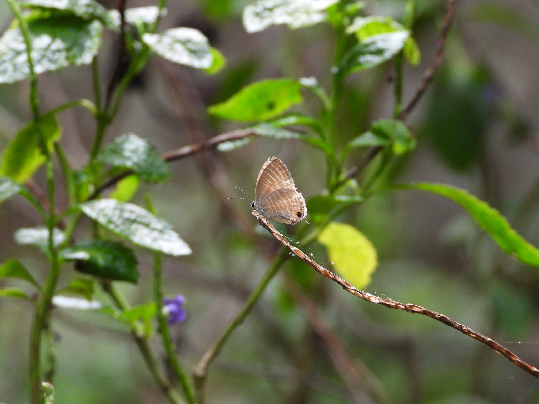 Common Cerulean