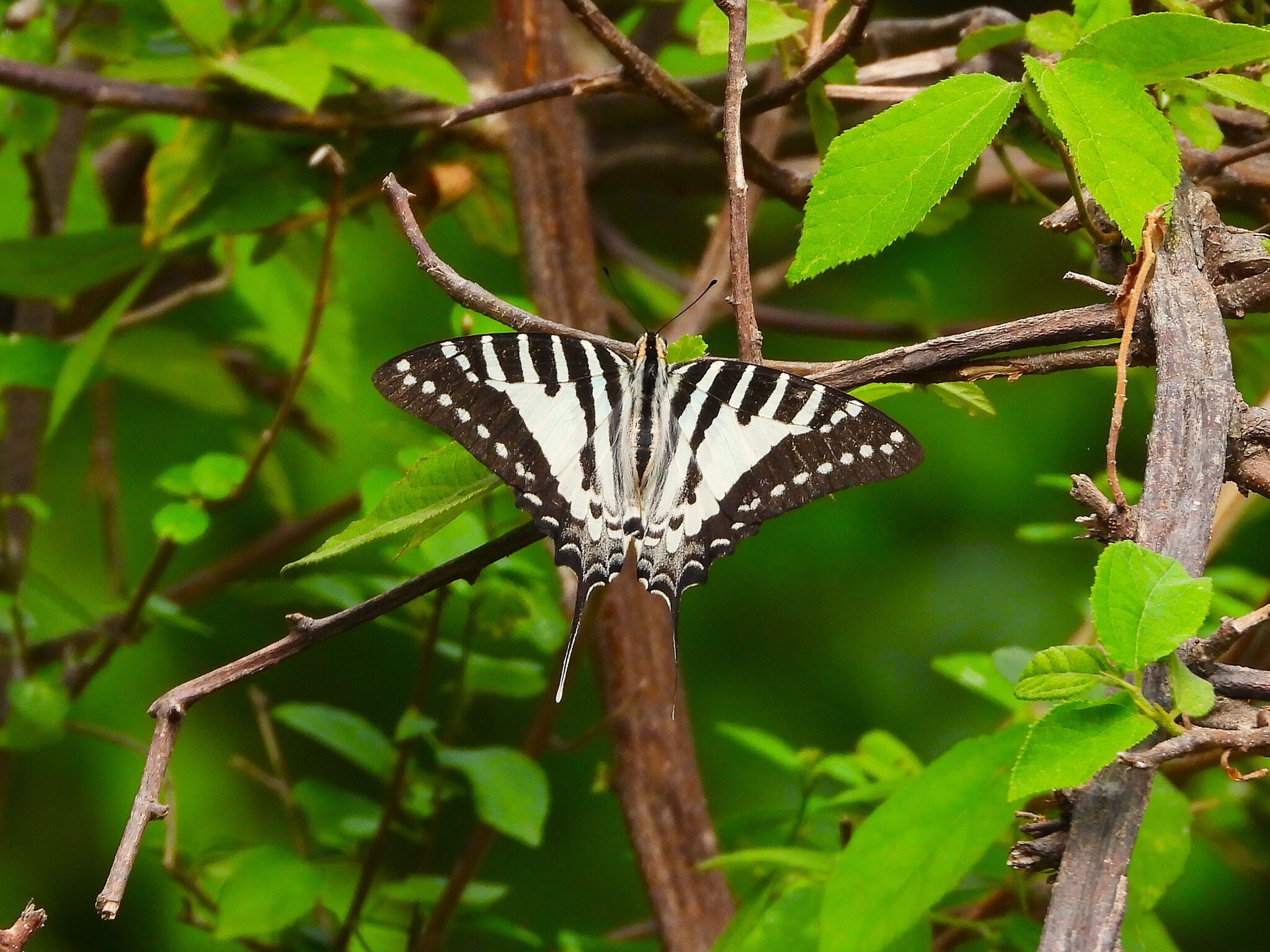 Spot Swordtail