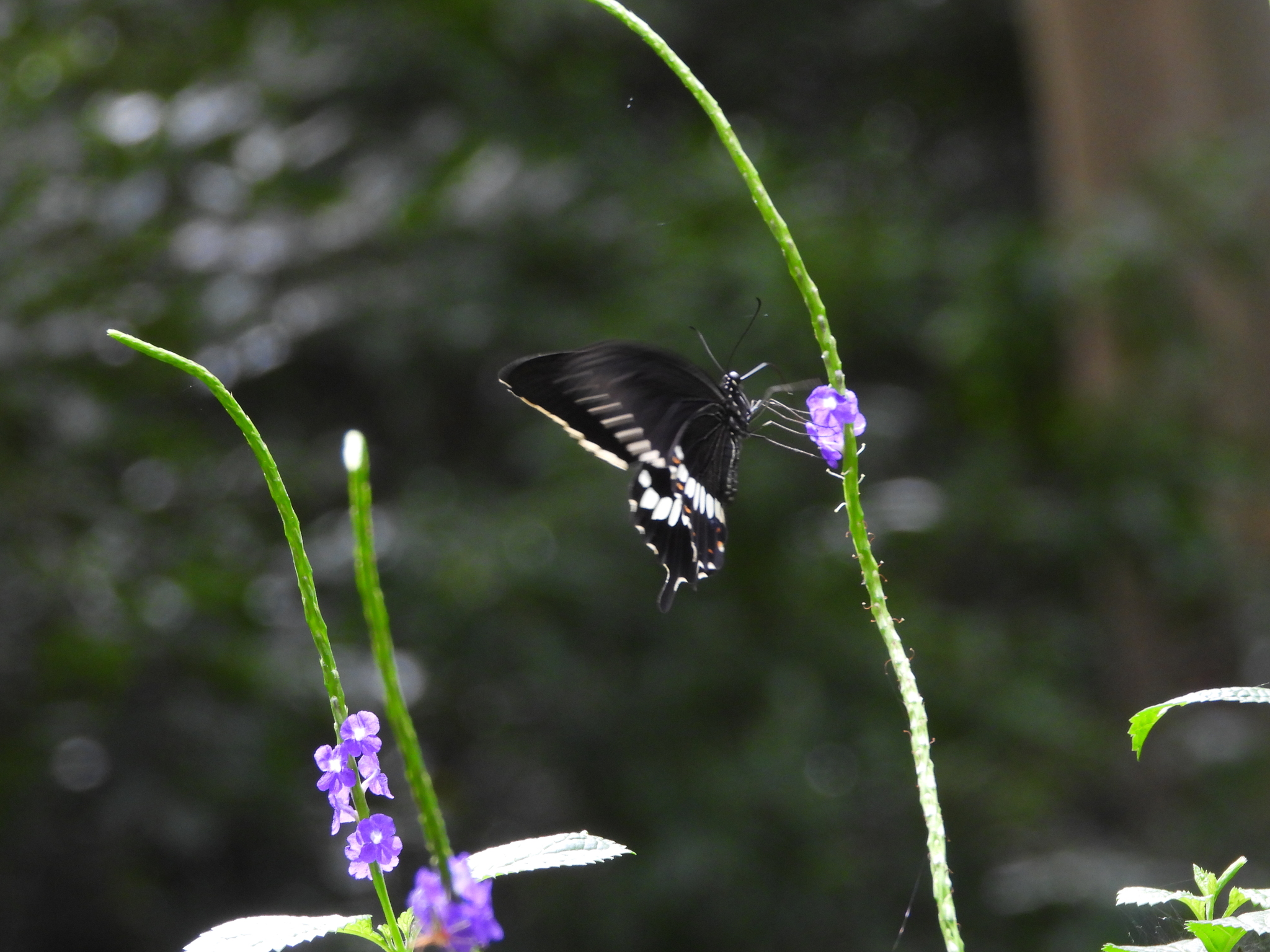 Common Mormon