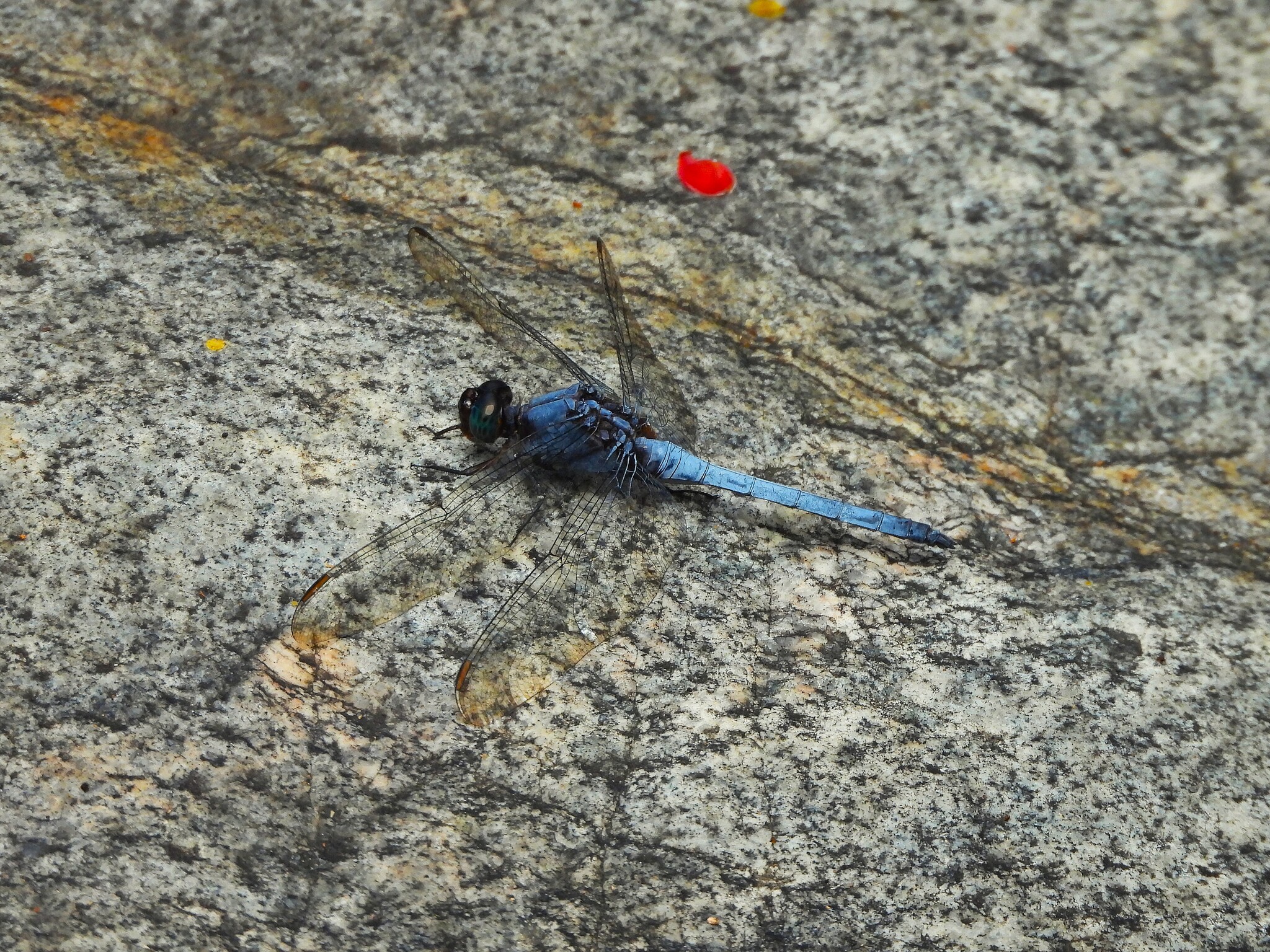Blue Marsh Hawk