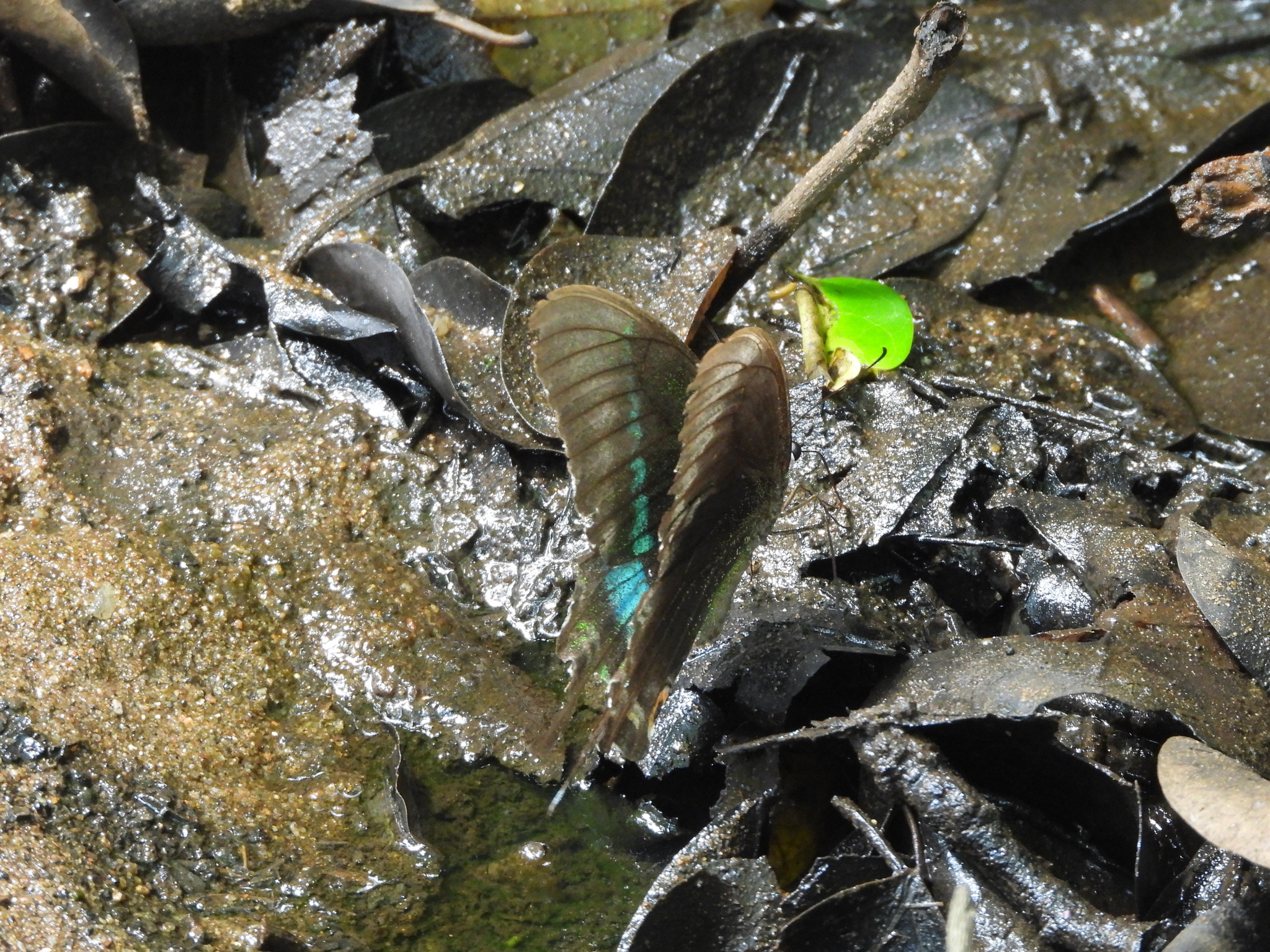 Common Banded Peacock