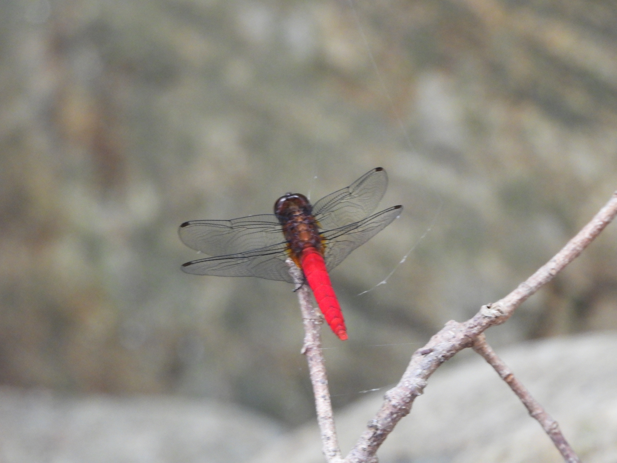 Scarlet Marsh Hawk