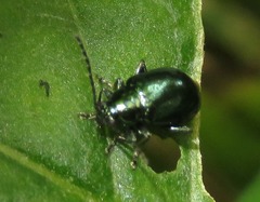 Altica oleracea