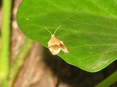 Clepsis dumicolana
