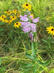 Physostegia virginiana