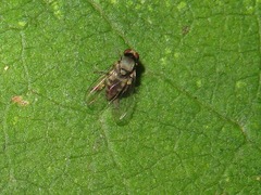 Lindneromyia hungarica