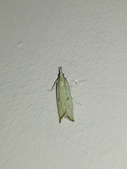 Agriphila brioniellus