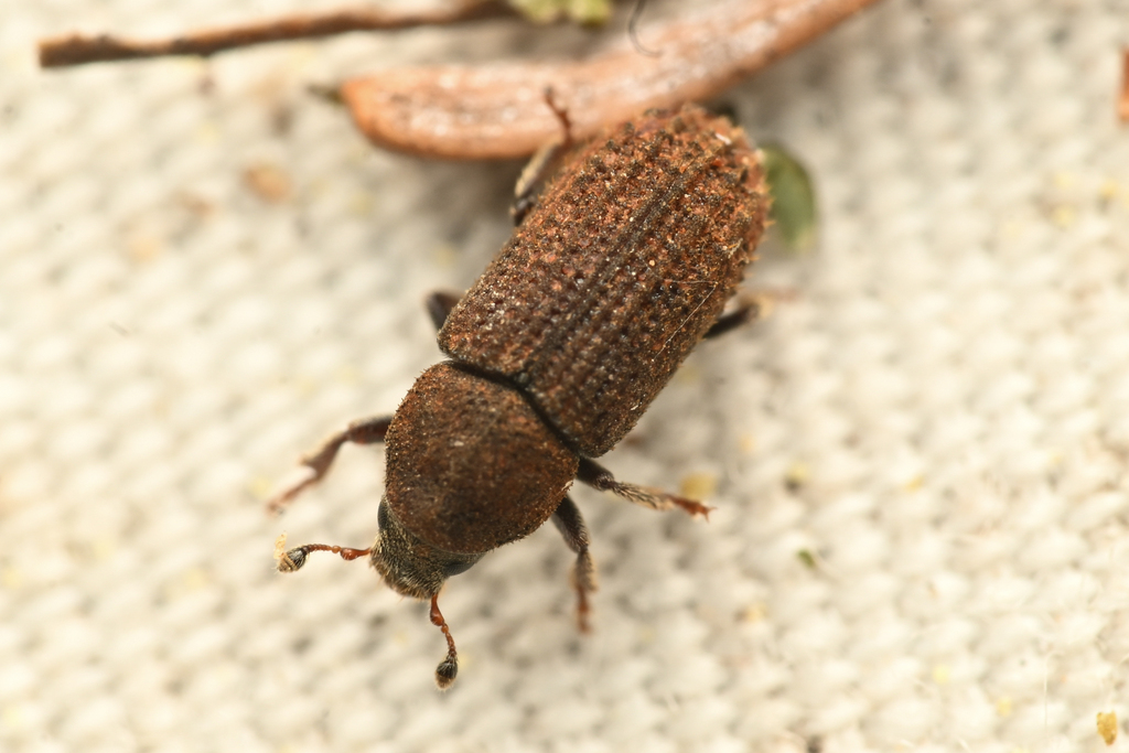 Pachysquamus