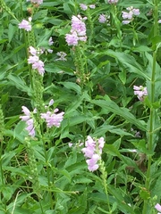 Physostegia virginiana