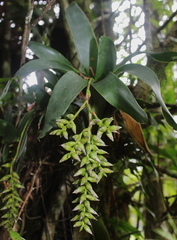 Catopsis sessiliflora