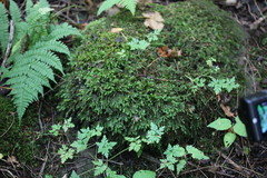 Thamnobryum alleghaniense