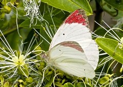 Colotis hetaera ankolensis