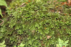 Thamnobryum alleghaniense