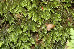Thamnobryum alleghaniense