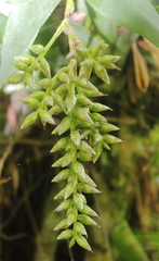 Catopsis sessiliflora