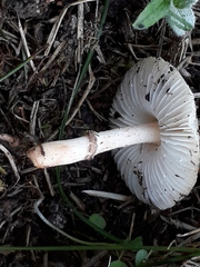 Lepiota lilacea
