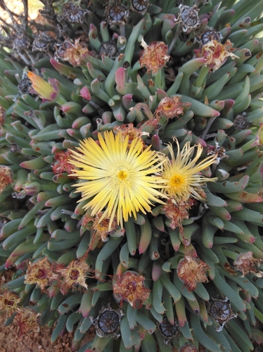 Cheiridopsis velox