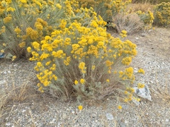 Ericameria nauseosa turbinata