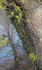 Pyrrosia eleagnifolia
