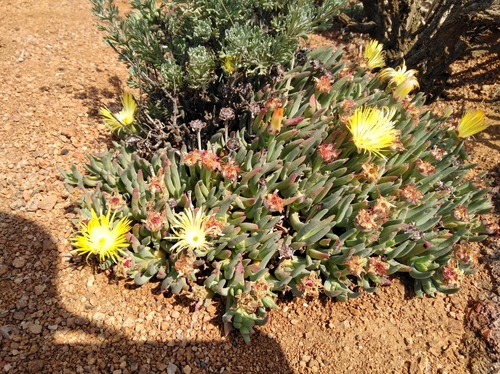 Cheiridopsis velox