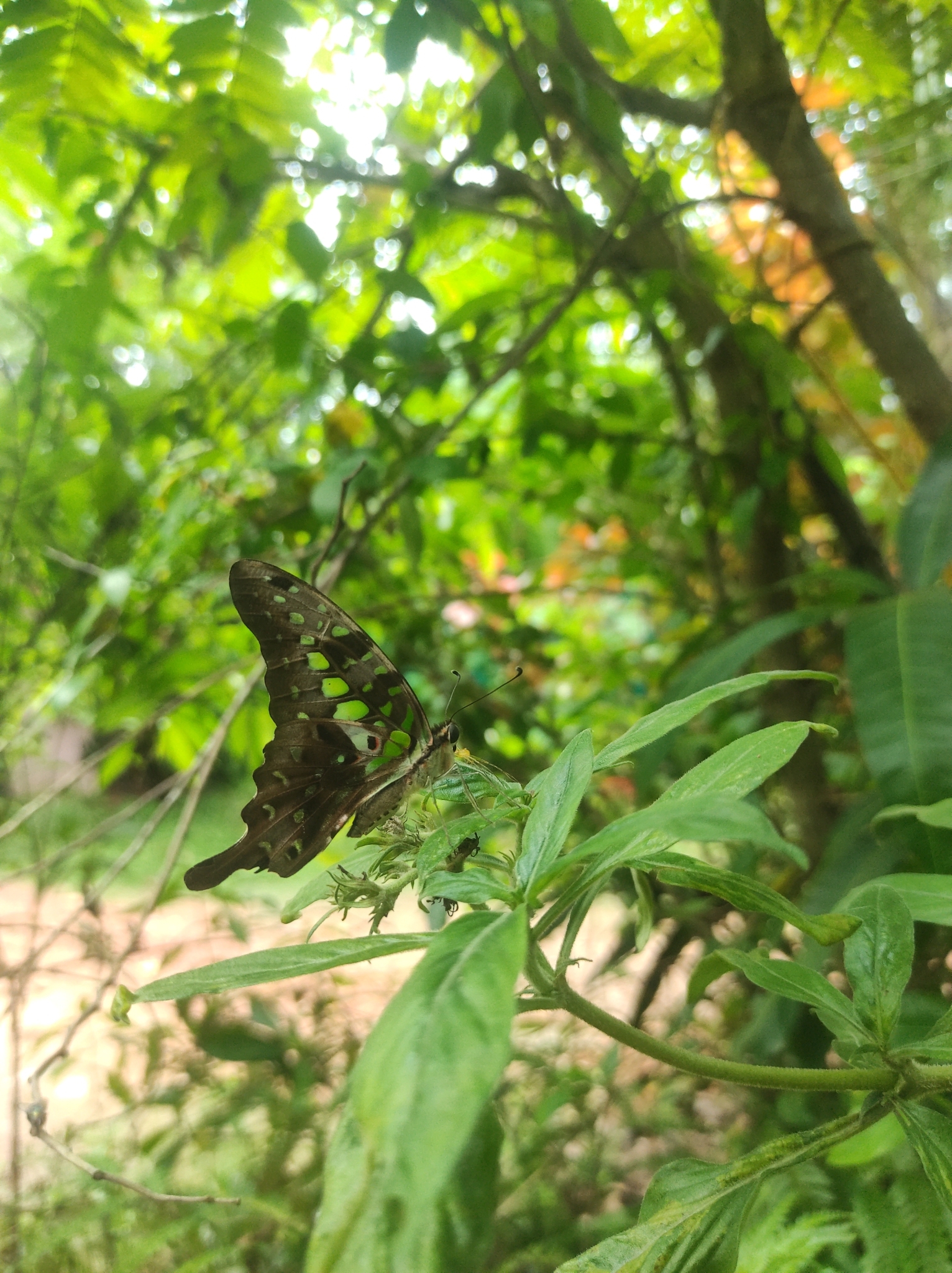 Tailed Jay