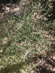 Cordylanthus nevinii