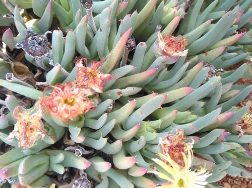 Cheiridopsis velox