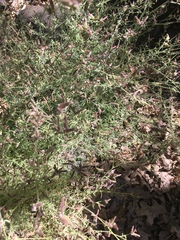 Cordylanthus nevinii