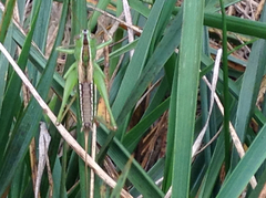 Conocephalus saltans