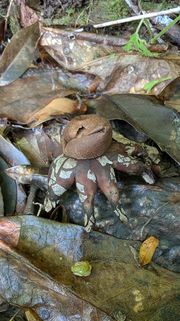 Astraeus hygrometricus · June 2025 · photo: © atsushi_nakajima_cirque (iNaturalist, cc-by)