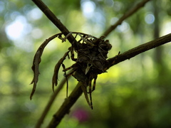 Acanthepeira