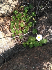 Oxalis hirsutibulba