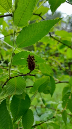 Betula chichibuensis iNat (2)