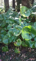Farfugium japonicum