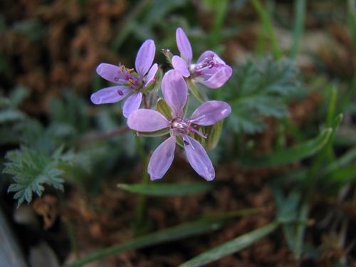 Common storksbill