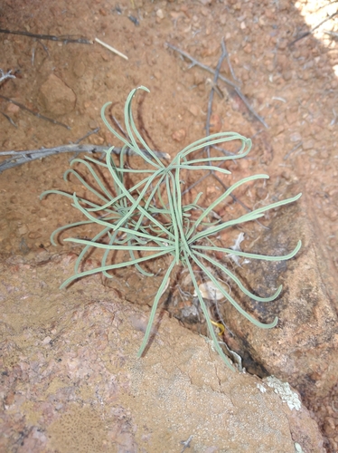 Image of Oxalis canaliculata by (c) Brian du Preez, some rights reserved (CC BY-SA)