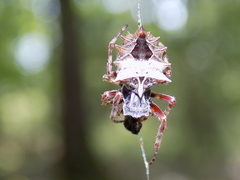 Acanthepeira