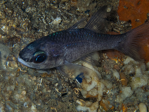 Cardinal fish (Apogon imberbis) — Apogonidae — 5