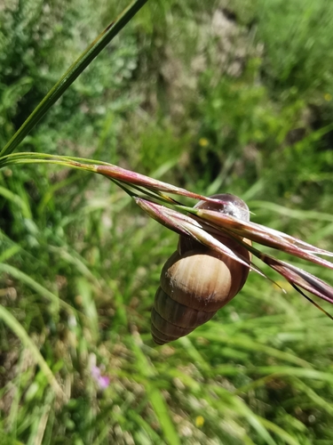 Zebrina detrita