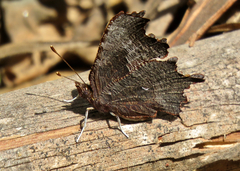Polygonia oreas oreas