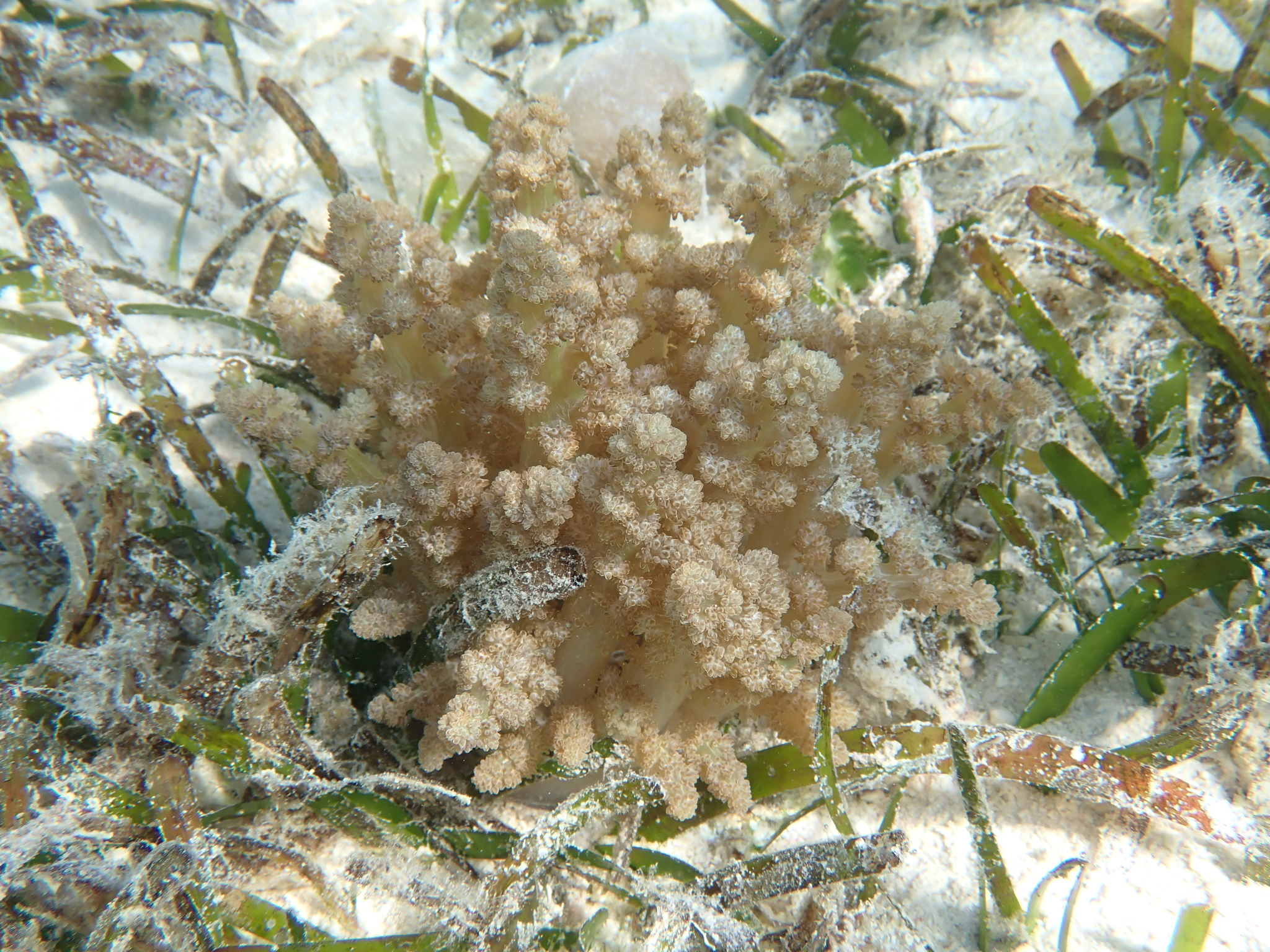 Actinodendron arboreum (Quoy & Gaimard, 1833)