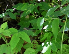 Drymobius chloroticus