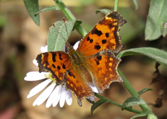 Polygonia oreas oreas