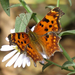 Polygonia oreas oreas - Photo (c) Leslie Flint, some rights reserved (CC BY-NC), uploaded by Leslie Flint